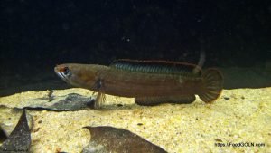 Gechua গেছুয়া Walking snakehead Channa orientalis Gechua, গেছুয়া, Walking snakehead, Channa orientalis